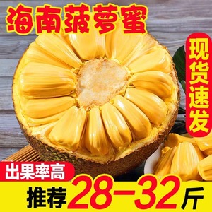 海南黄肉菠萝蜜新鲜水果整个10-40斤当季木波罗蜜干苞三亚特产