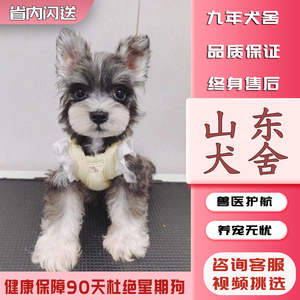 【山东犬舍】纯种 雪纳瑞幼犬 迷你型活体小体犬椒盐色黑银色宠物