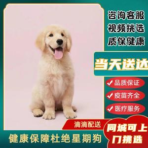 【湖南犬舍】金毛幼犬赛级纯种宠物狗活幼体小狗动物活的活物狗狗