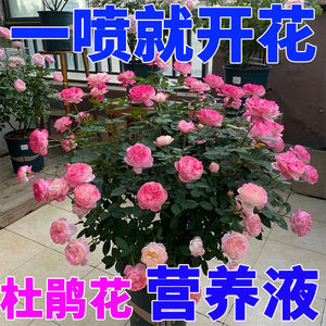 杜鹃花专用营养液免稀释直喷型促开花延长花期黄叶凋谢生长缓慢肥