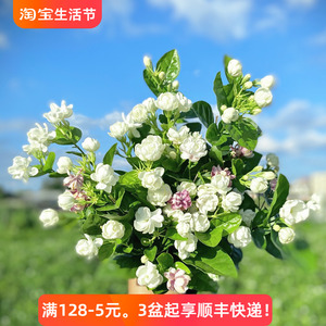 虎头浓香茉莉花盆栽带花苞阳台庭院花园耐晒多年生绿植带香味花卉