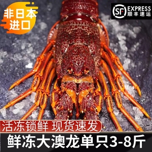 澳洲大龙虾鲜活正宗进口特大十斤生冻澳洲龙虾帝王蟹红毛蟹包邮