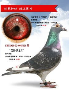 信鸽，鸽子“国血-吴淞.跃龙鸟”种母，实战国血，300－1500公里