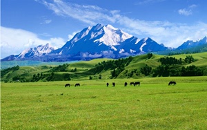 无缝5d定制壁画蒙古草原森林高山流水电视背景墙客厅沙发墙布壁纸