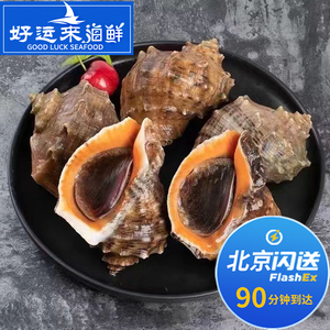 500g 5-8只 北京闪送 新鲜小海螺 大连水产海鲜 新鲜辣螺 海螺