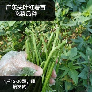 1-9斤广东菜薯叶番薯叶食叶型品种地瓜叶苕尖苗红薯叶种植用带根