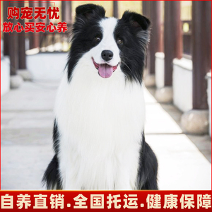 赛级边牧狗狗纯种边境牧羊犬北京出售边牧犬幼犬保健康中型犬公母