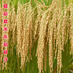 珍珠糯米水稻种子高产大穗大粒中糯糯米珍珠易种黑糯稻旱稻水稻种