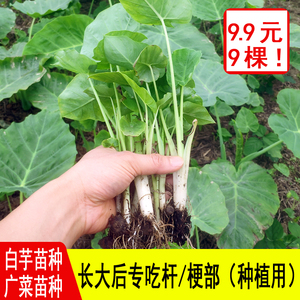 广西贵州广菜苗芋蒙种孑芋苗种孑芋荷白芋苗种可食用盆栽种植现挖