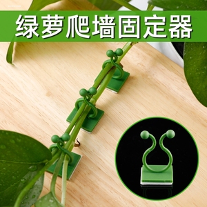 绿萝夹子爬藤植物藤蔓固定夹花卉上墙面吸盘神器绿植牵引爬墙卡扣