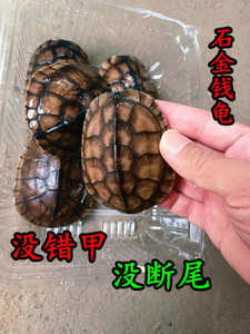 越南石金钱龟 黄喉拟水龟纯种南石龟苗 繁殖石龟招财宠物水龟活体