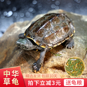 乌龟活体中华草龟外塘长寿龟巴西龟活宠物龟半水龟苗观赏金线龟苗