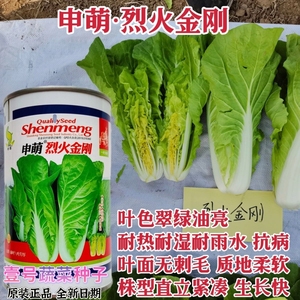 早熟小白菜种子进口蔬菜种子秋冬四季播包邮阳台农家播种