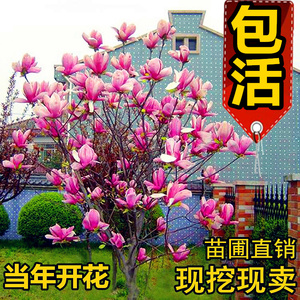 玉兰花树苗带花苞紫玉兰庭院大树十大名贵大门口种的树门前旺宅树