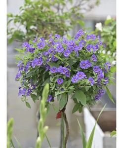 梦幻紫蓝花茄花苗花卉盆栽棒棒糖丰花灌木多年生阳台庭院花园植物