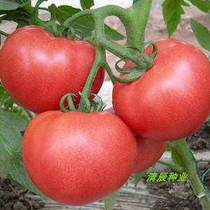 老品种可留种圆果大番茄红果粉果大粉番茄西红柿种子深果高产早熟