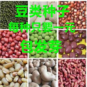 高产豆类种子 营养红豆种子 绿豆种子 黑豆种子 黄豆种子蔬菜种子