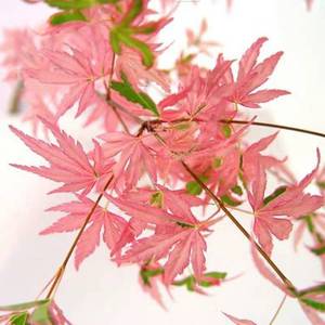 红枫 泰勒 一物一拍进口名贵枫树 红枫盆栽适合阳台庭院日本红枫