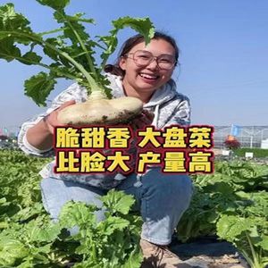 白玉盘菜种籽温州盘菜头可腌制大头菜芥菜种子农家季蔬菜种孑
