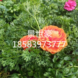 芹菜叶牡丹 芹菜叶牡丹品牌 价格 阿里巴巴