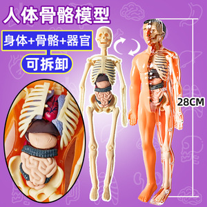 人体结构模型器官骨骼可拆卸拼装骷髅骨架生物医学3d仿真儿童玩具