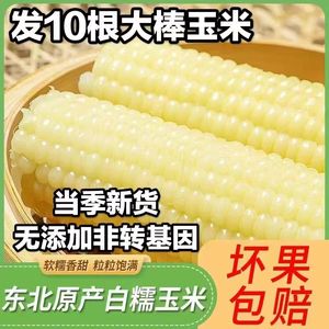 东北玉米真空包装大白糯玉米新鲜非转基因甜糯玉米棒粗粮10根整箱