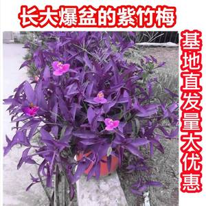 室外室内花卉绿植盆栽紫色吊兰紫竹梅紫罗兰喜光好养植物鸭芷草