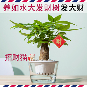 如水大发财树盆栽 容易养 招财办公室室内客厅桌面小绿植水培植物