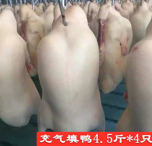 新鲜充气填鸭北京烤鸭胚4.5斤/4只整箱18斤 白条鸭 烤鸭食材