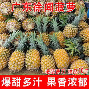 广东徐闻菠萝水果10斤装当季香水菠萝新鲜凤梨湛江香脆小菠萝带箱