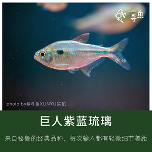 【寻鱼XUNYU】巨人紫蓝琉璃灯鱼/厄瓜多绿琉璃集邮灯鱼热带观赏鱼