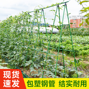 黄瓜爬藤架植物固定支撑杆包塑钢管豆角蔬菜茄子葡萄种菜园艺支架