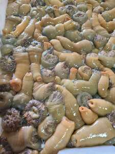 海葵深加工：打开海洋资源宝藏新窗口