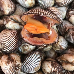 鲜活毛蛤蜊新鲜蛤蜊现捕现发野生毛蚶血蛤鲜活小海鲜贝类水产顺丰
