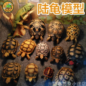 陆龟模型 Q版模型 亚达/苏卡达/星龟/辐射/豹龟 仿真陆龟模型摆件
