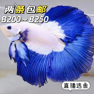 201-250号泰国斗鱼狮王半月马尾将军淡水活体水族类观赏鱼