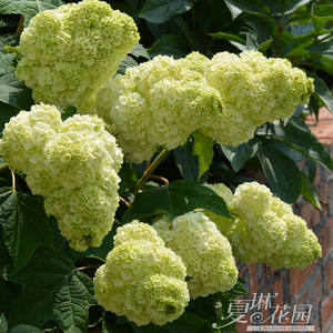 夏琳花园栎叶绣球和声雪花红宝石拖鞋秋色观叶落叶灌木多年生耐寒