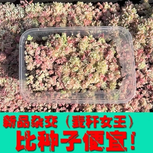 切糕杂交小苗，几十颗杂交萌物，不同个体，多肉植物杂交新品