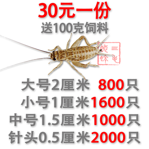 蟋蟀活物活体饲料白蛐蛐活虫斗针头白蟋蟀小蜥蜴守宫龙鱼大号包邮