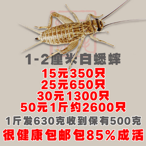 蛐蛐蟋蟀活体饲料1-2厘米50元1斤25元500只38元1000只白蟋蟀活物