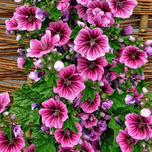 新疆包邮锦葵花种子高杆耐寒花卉种子庭院户外花种子