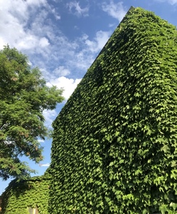 新疆包邮爬山虎种子地棉爬墙虎爬藤植物攀援绿化庭院春秋播多年生