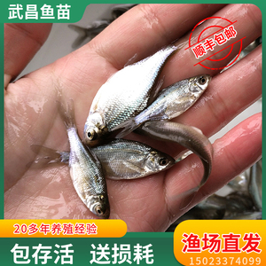 武昌鱼苗鲳鱼活体淡水养殖可食用大小规格10厘米草鱼青鱼花鲢白鲢