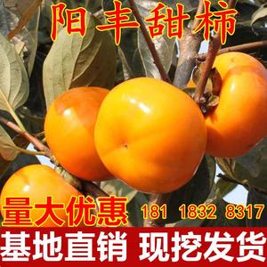 日本甜柿苗 阳丰树苗 脆甜柿子苗嫁接苗阳丰甜柿南方北方种植果树