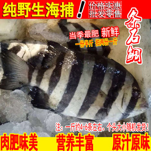 新鲜野生条石鲷鱼鲜活属鲈鱼目拍两份一斤约4-6条连云港海鲜水产
