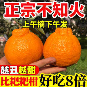 四川正宗不知火丑橘新鲜水果4.5/8斤当季整箱包邮孕妇鲜果大果