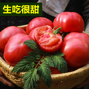 普罗旺斯西红柿新鲜水果5斤山东非有机蔬菜沙瓤生吃自然熟大番茄