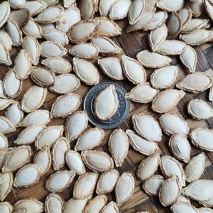 2023农家土南瓜子老品种新鲜毛边生南瓜籽自然晒干带壳磨盘南瓜子