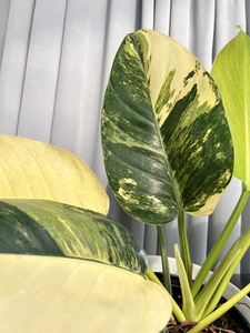 花之旅花卉泰国绿刚果蔓绿绒热带稀有植物室内阳台客厅好养绿植