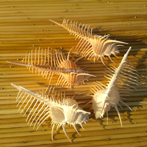天然海螺贝壳 断刺维纳斯骨螺 女巫骨螺水族鱼缸造景装饰橱窗摆件